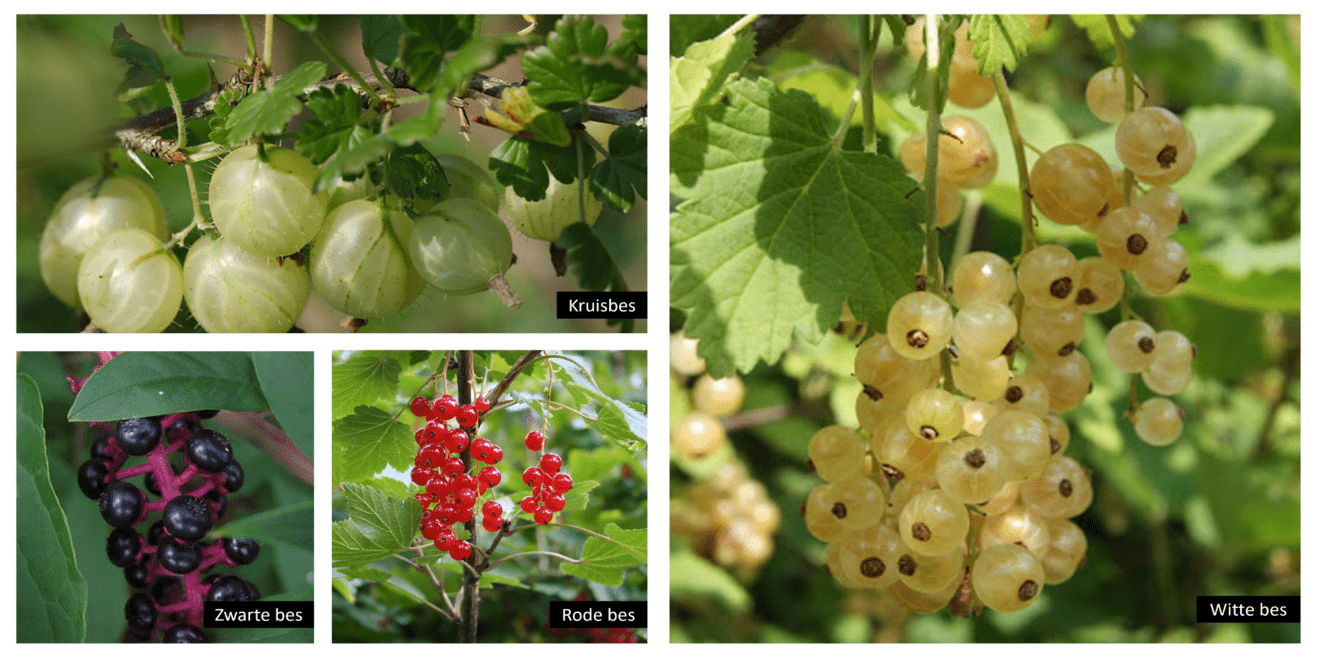 Bessenstruiken De Fruitboogerd